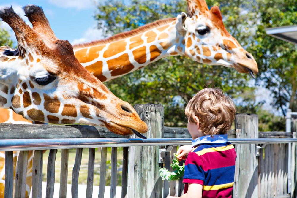 Kid feeding giraffes at a zoo